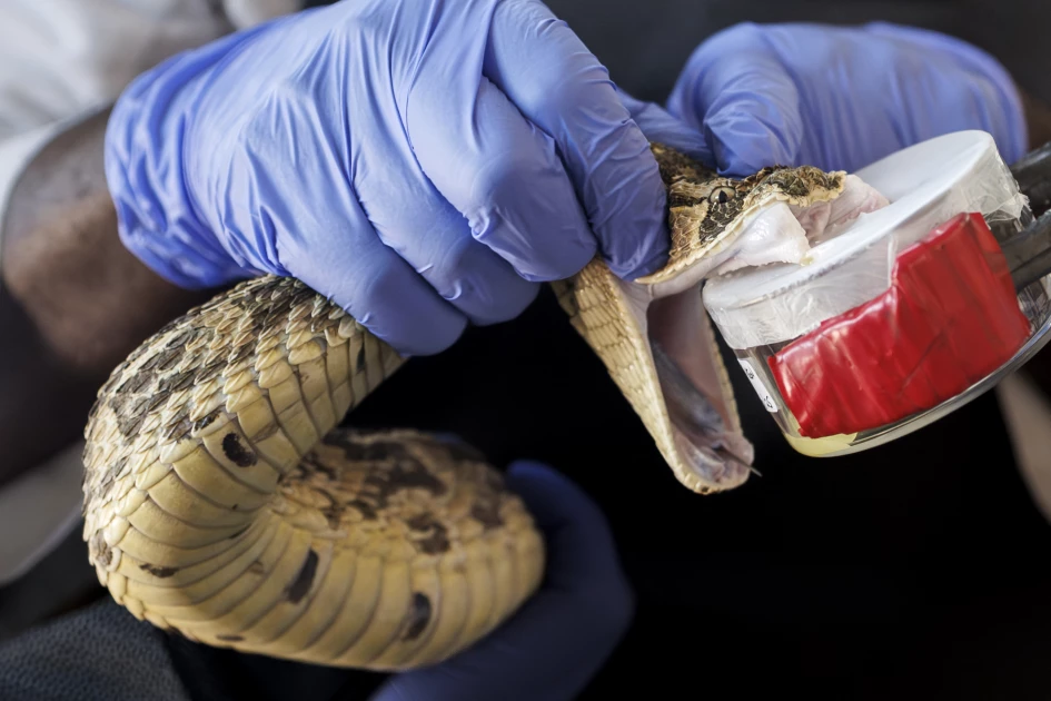 Snakebites claim more than 1,000 lives in Kenya every year, PS Muthoni says