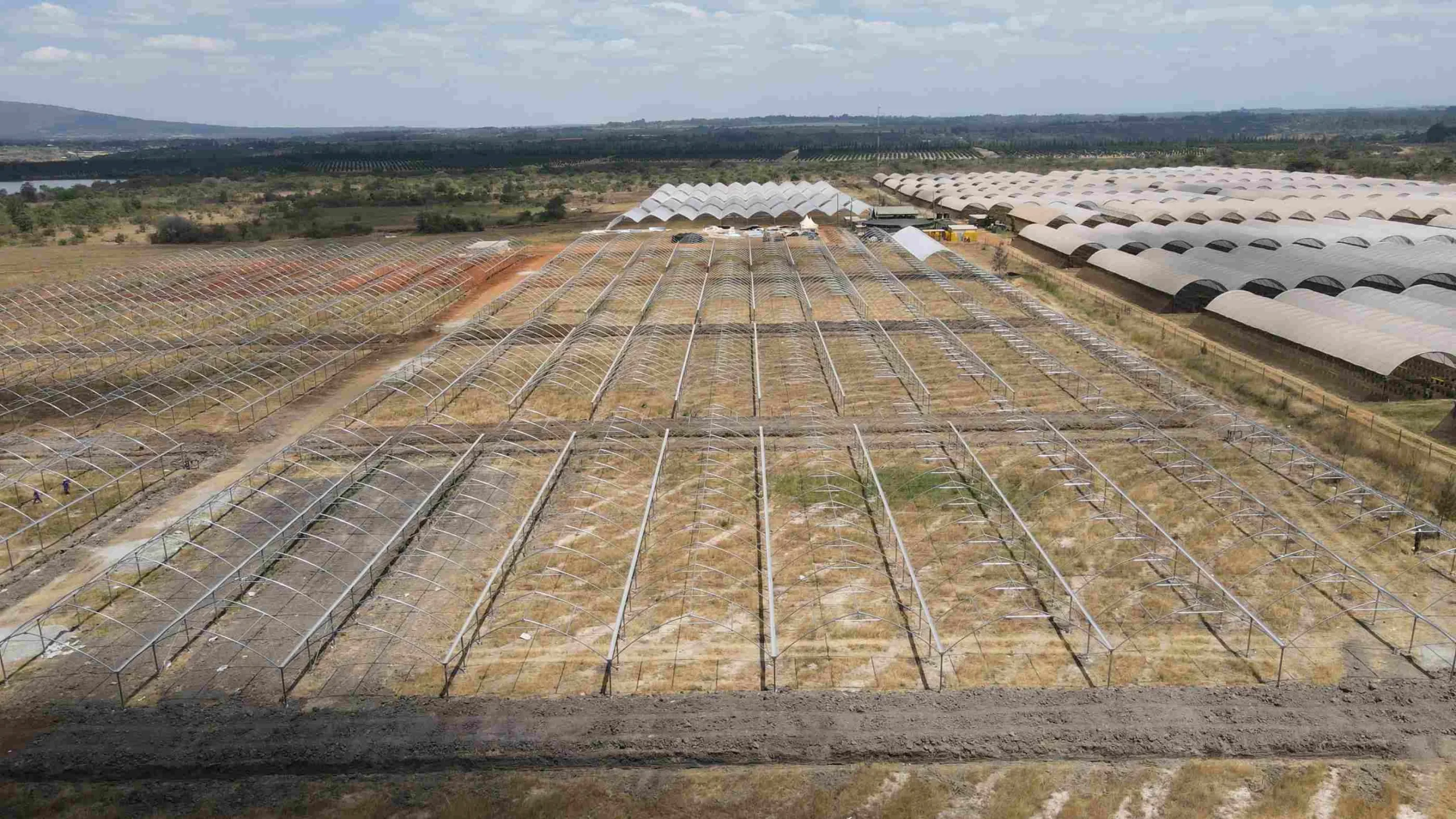 Kakuzi breaks ground on 30-acre blueberry greenhouse project