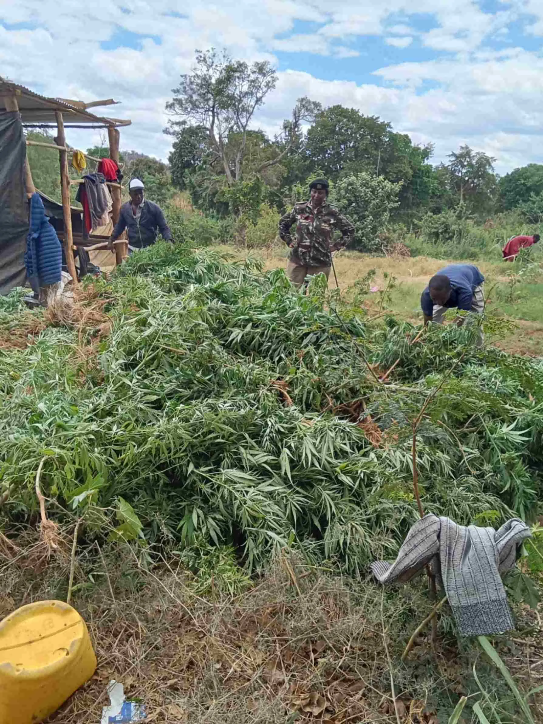 Police uncover three-acre bhang plantation worth Sh60 million in Mwingi