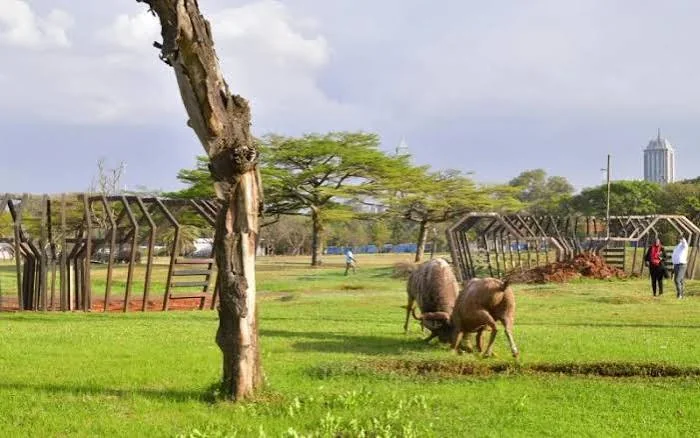 Nairobi’s Central Park reopens after years behind closed gates