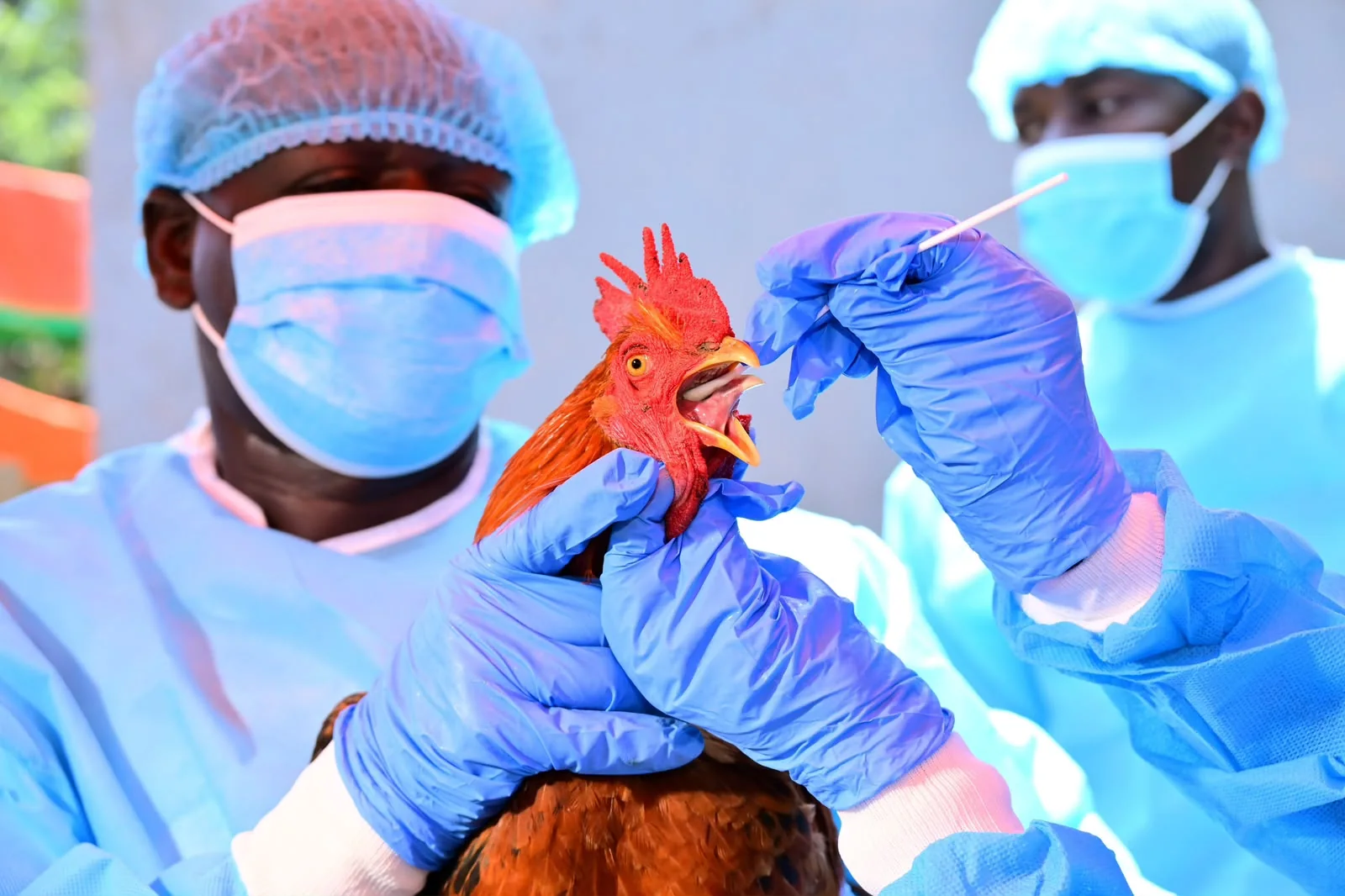 US, Kenya launch new tools to strengthen zoonotic disease surveillance