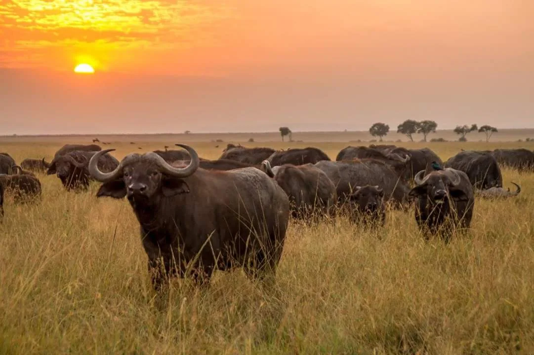 Meru man seeks KWS approval to keep two buffaloes on his farm