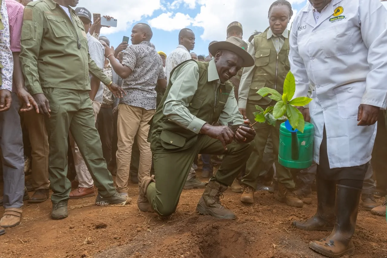 President William Ruto holding a seedling in Endebess, Trans Nzoia, marking Mazingira Day on October 10, 2026.