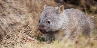 US content creator who received backlash for animal cruelty leaves Australia