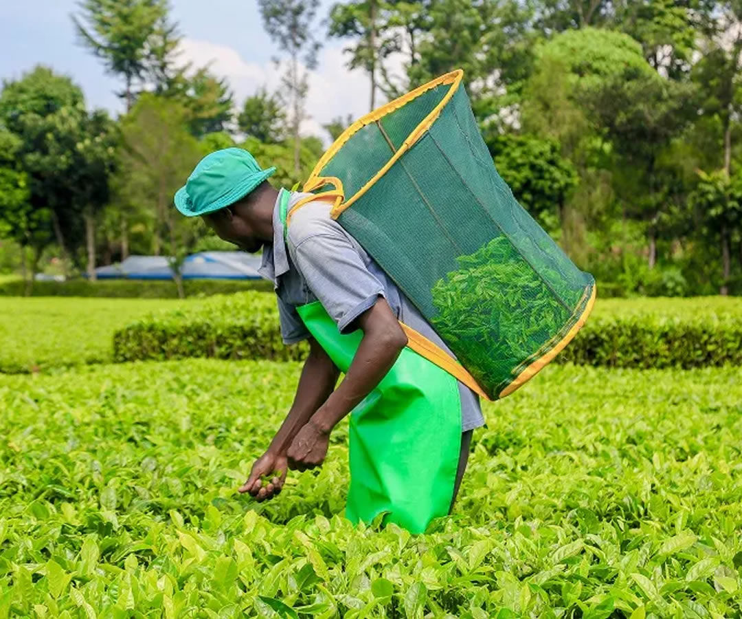 West Rift farmers seek fair treatment in tea bonus review