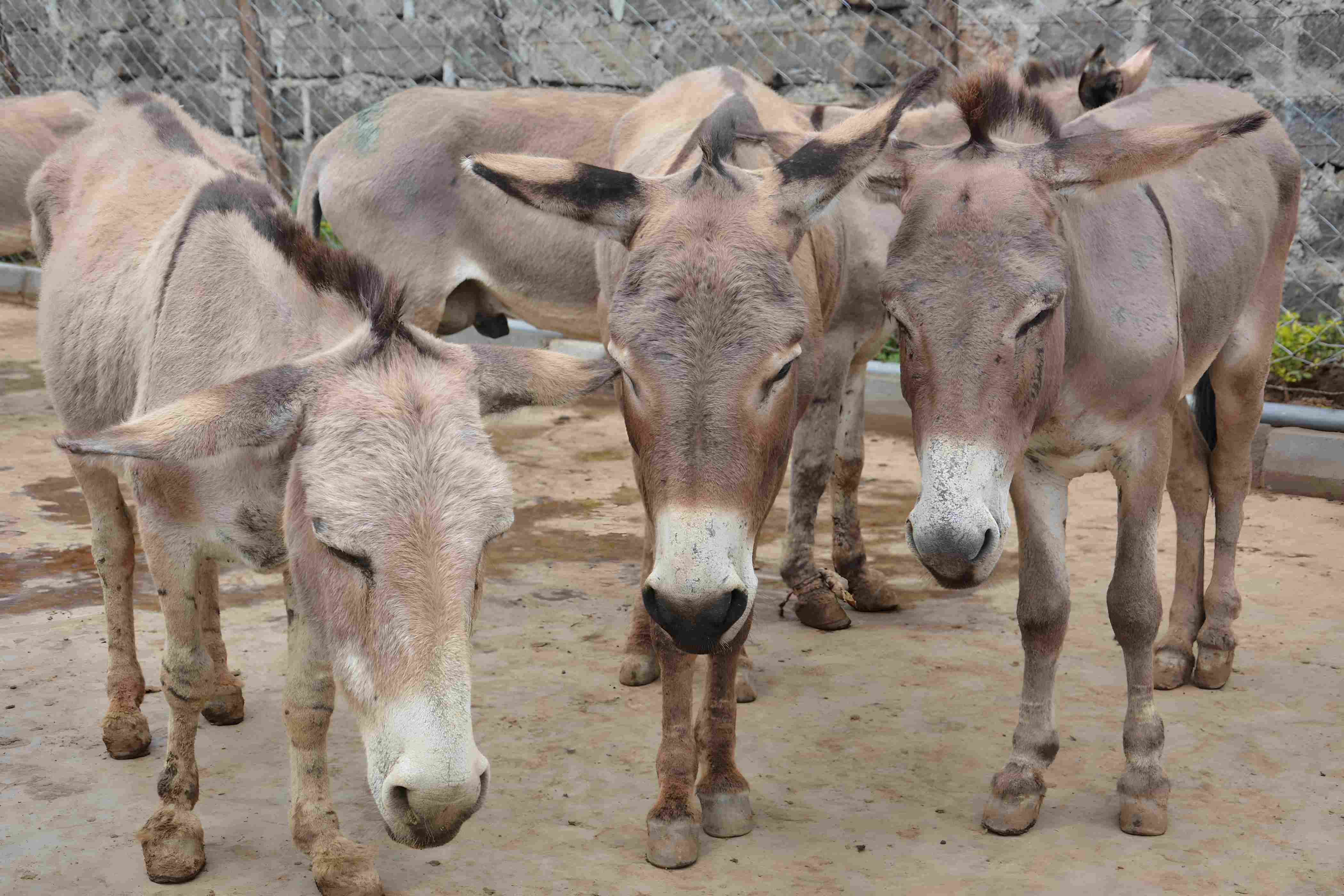 Kirinyaga donkey owners cry foul as 30 animals stolen and slaughtered