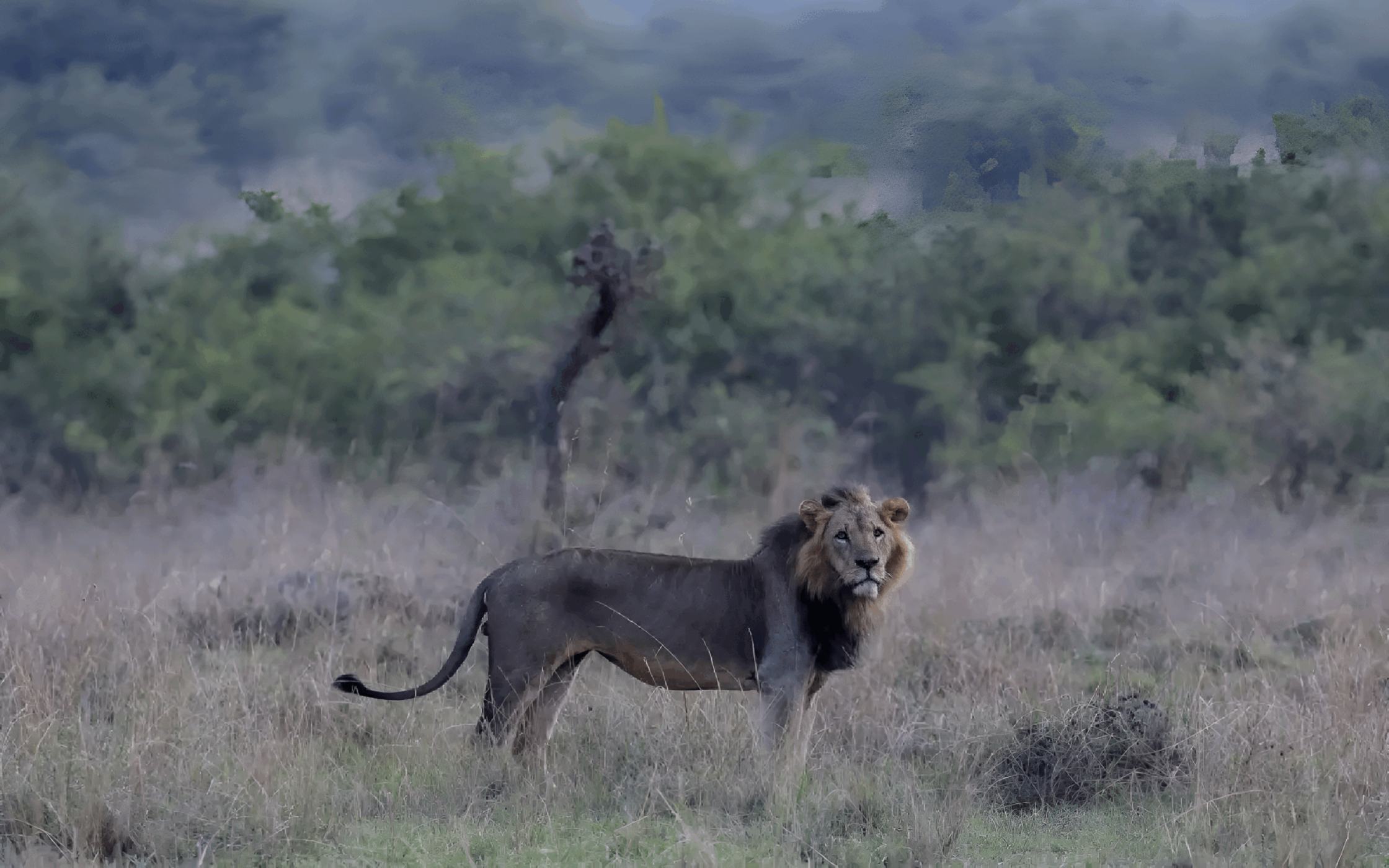 14-year-old girl mauled to death by lion