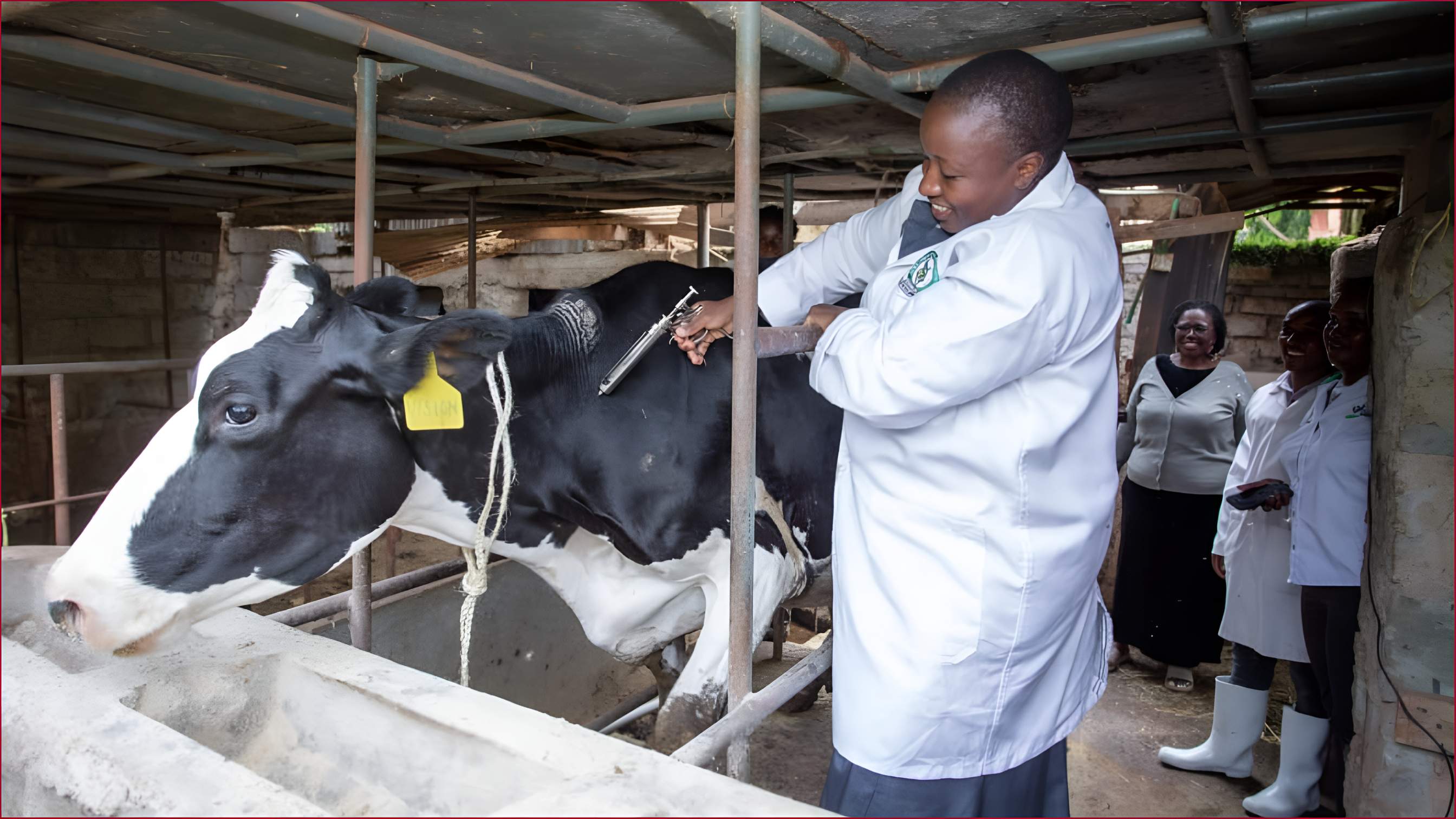 Livestock vaccination drive shelved amid funding woes