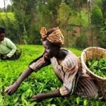 Tea farmers face Sh5 billion hit as MPs push for suspension of export levy