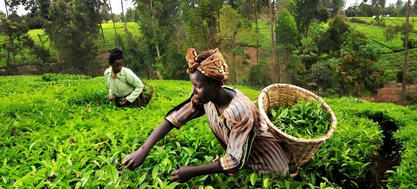 Tea farmers to benefit as government lifts taxes on packaging materials