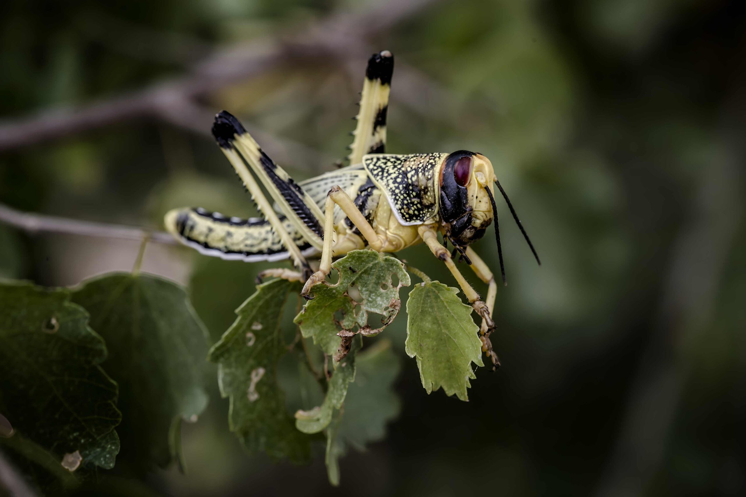 FAO sounds alarm as locust outbreaks persist in North and West Africa