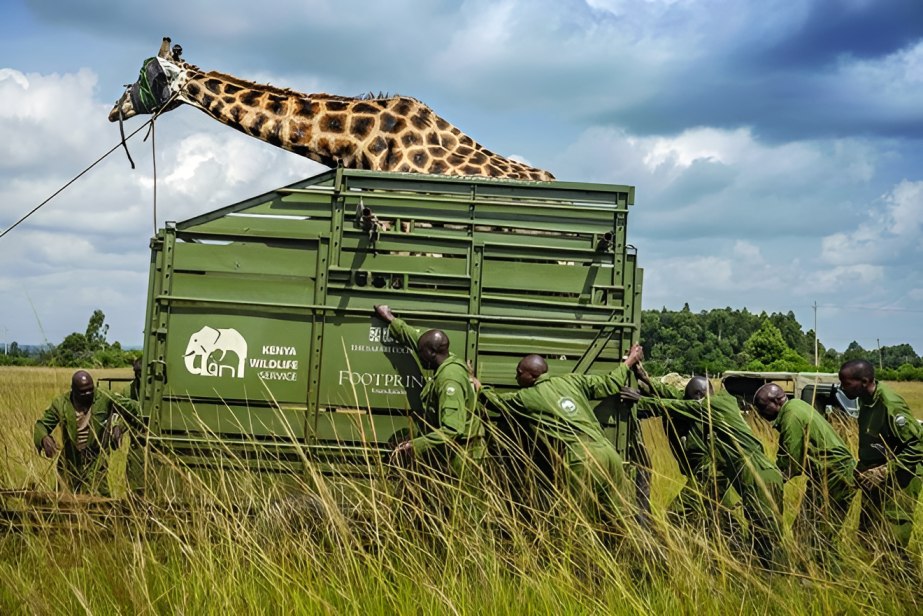KWS backs revenue sharing to boost wildlife conservation efforts