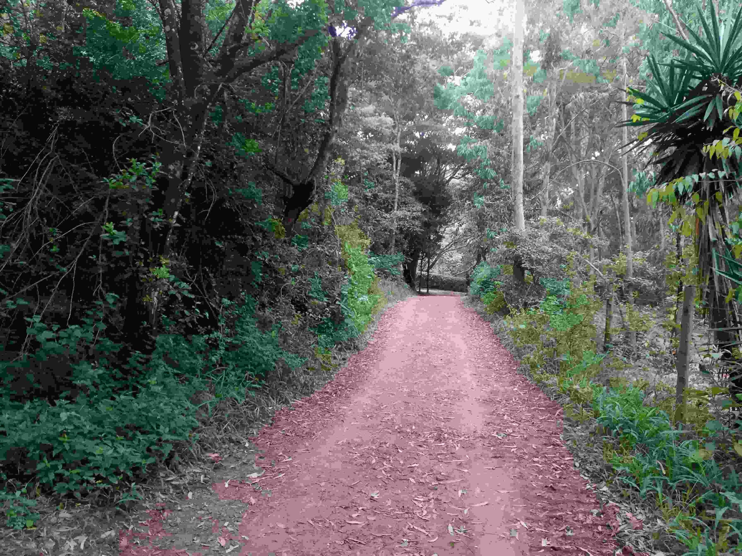 Controversy erupts over plans for luxury hotel in Ngong Forest