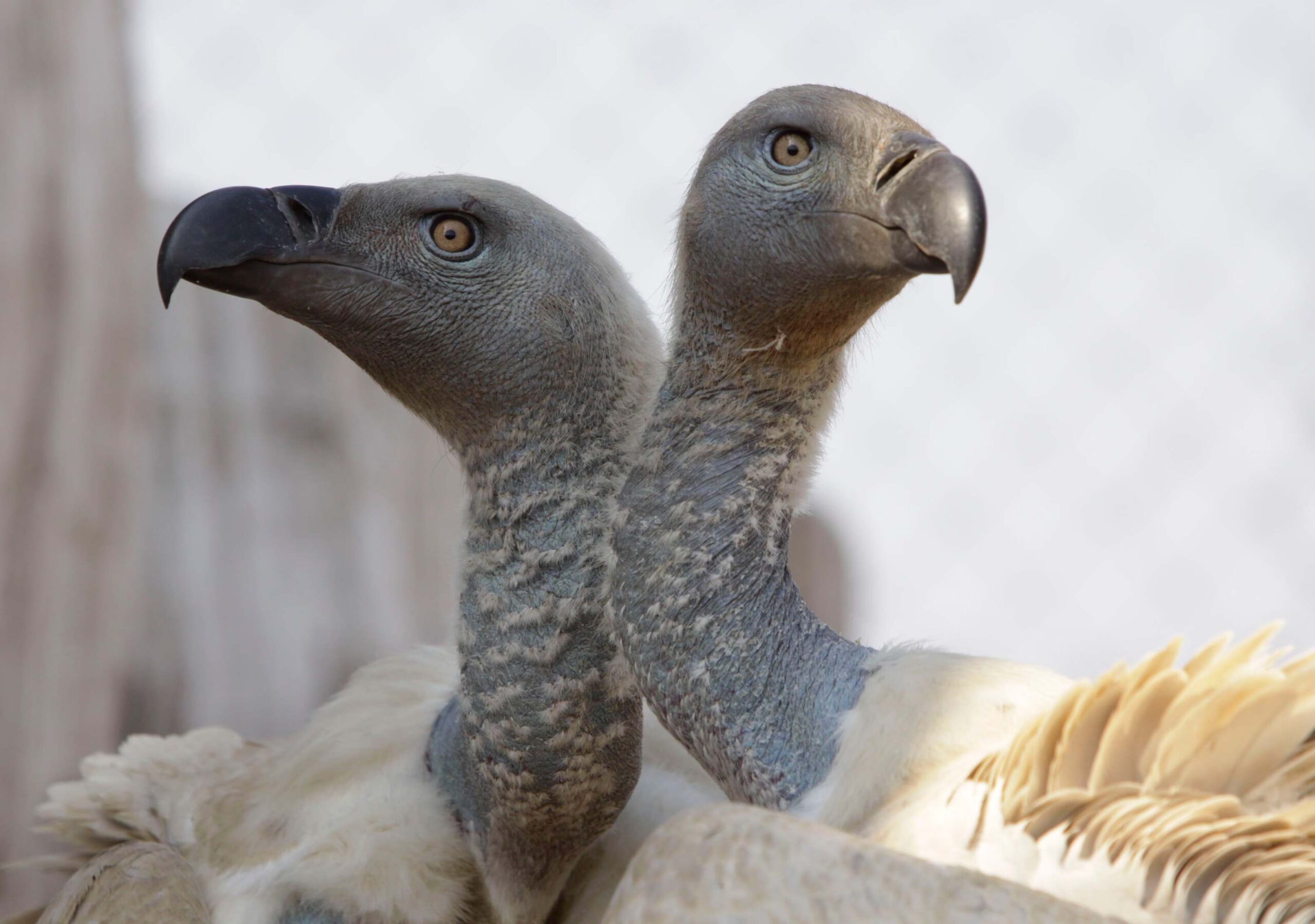 123 vultures killed in one of South Africa’s worst wildlife poisonings