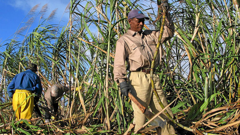 Why Kenya’s sugar industry faces cane shortages and rising poaching