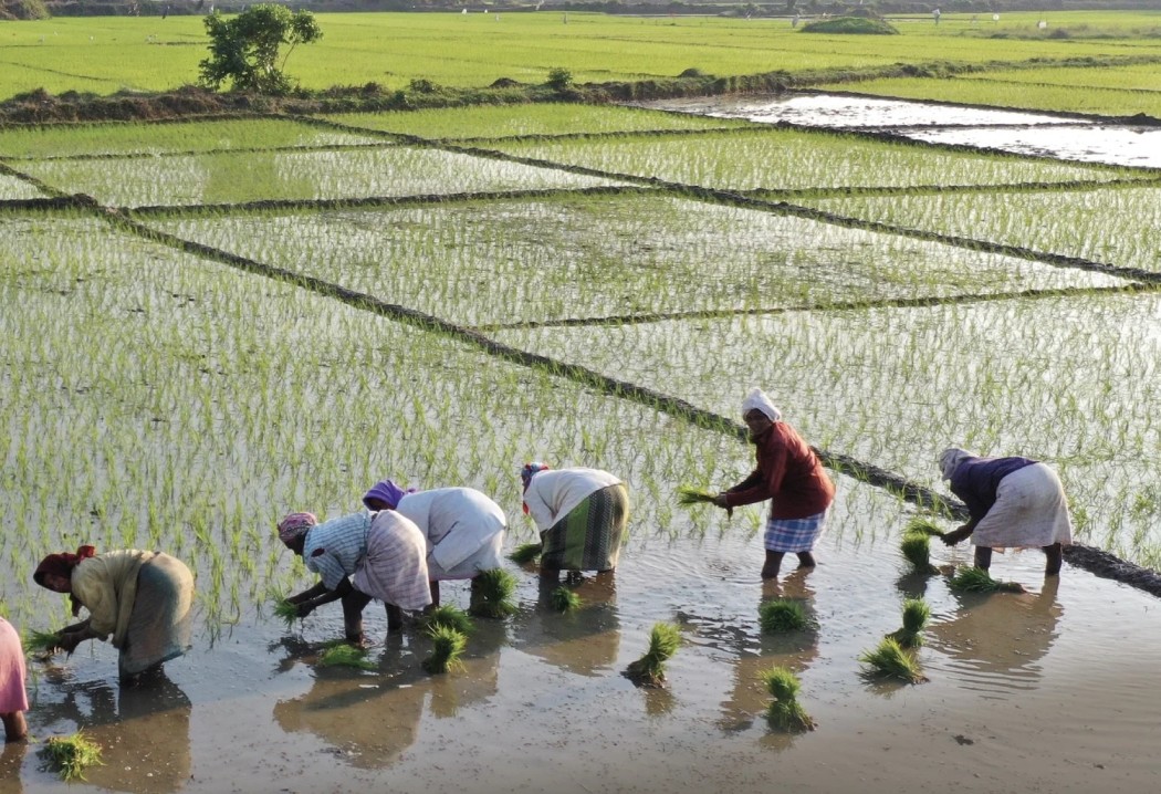 State responds to farmers’ plea with 50pc cut in rice imports