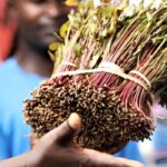 UN report shows 2.7 million Kenyan youth using miraa as hard drug use emerges