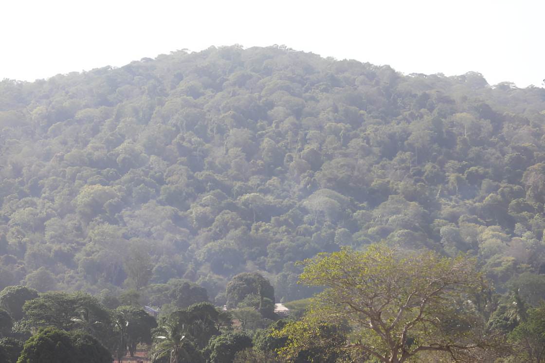 Tension in Kwale as mining threatens sacred Mrima Hill Forest