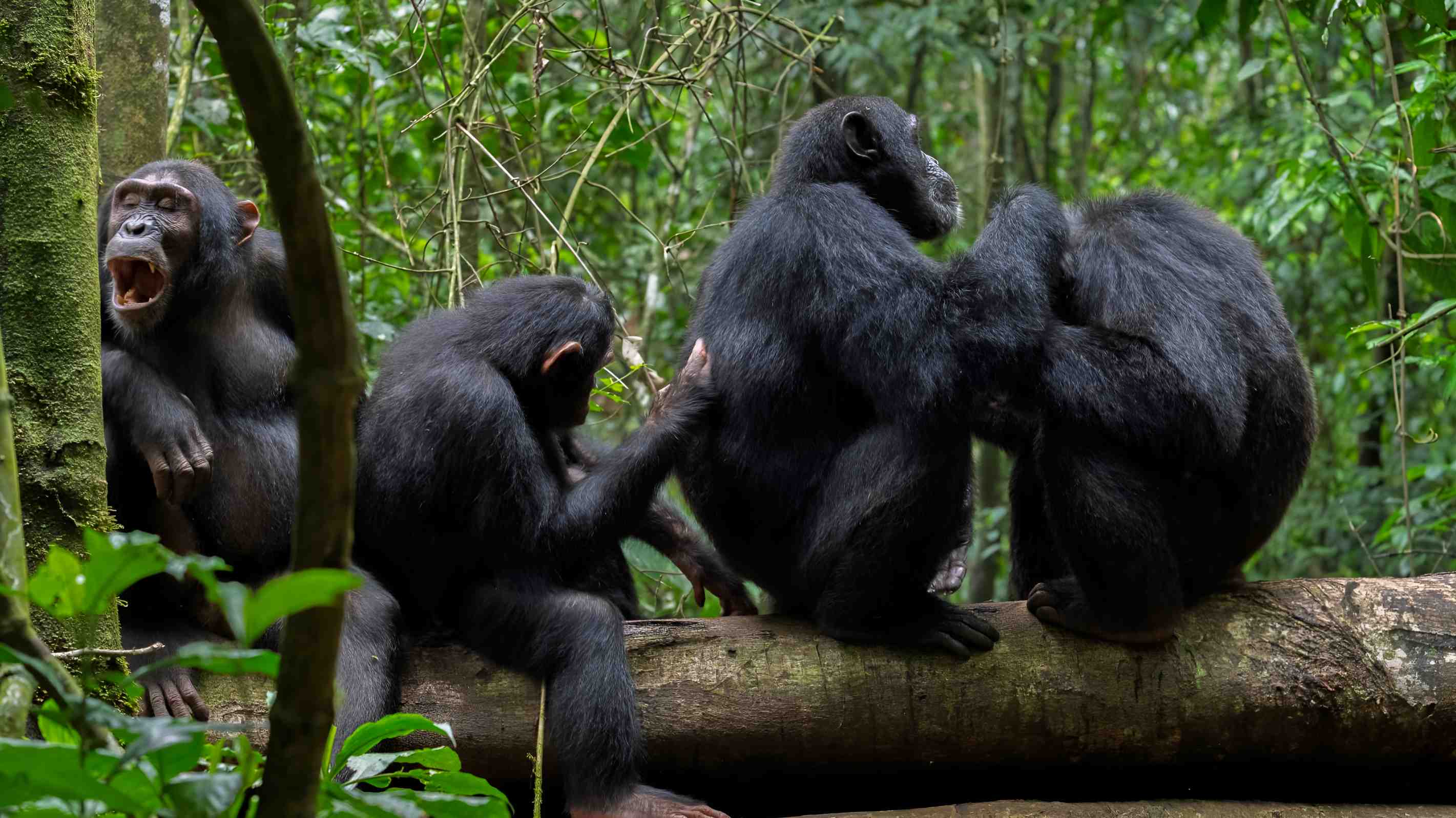 Uganda chimps self‑medicate with healing plants
