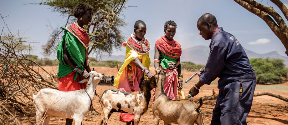 FAO, IGAD raise alarm over growing Rift Valley Fever threat in Eastern Africa