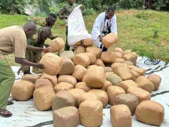 Bhang valued at Sh10.5 million seized near Kenya-Ethiopia border