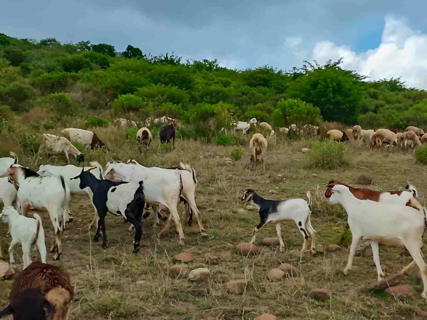 Police recover stolen livestock in Samburu and Narok