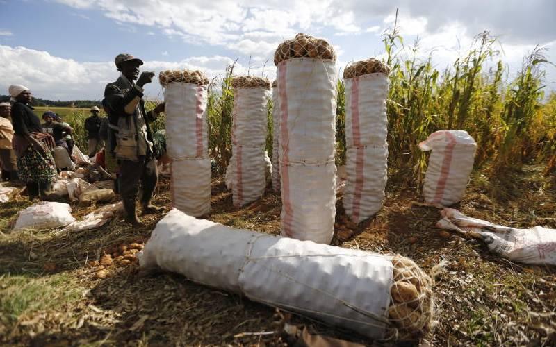 Gov't to enforce 50kg potato packaging limit to protect farmers’ earnings