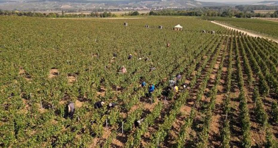 Migrant abuse uncovered in French champagne vineyards