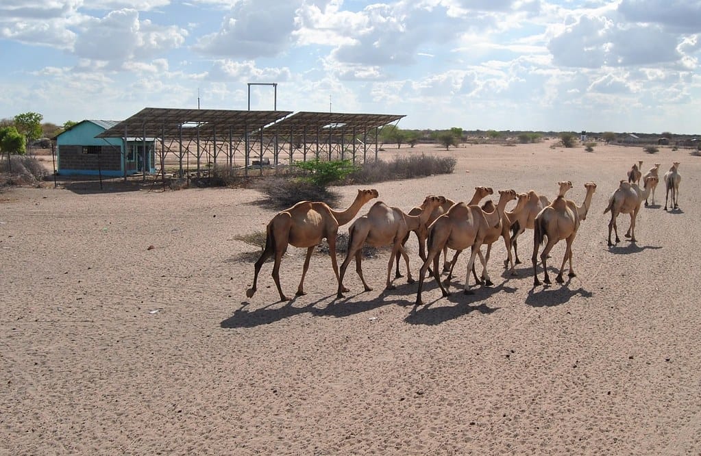 Milk of the future? The rise of the camel milk economy in Kenya