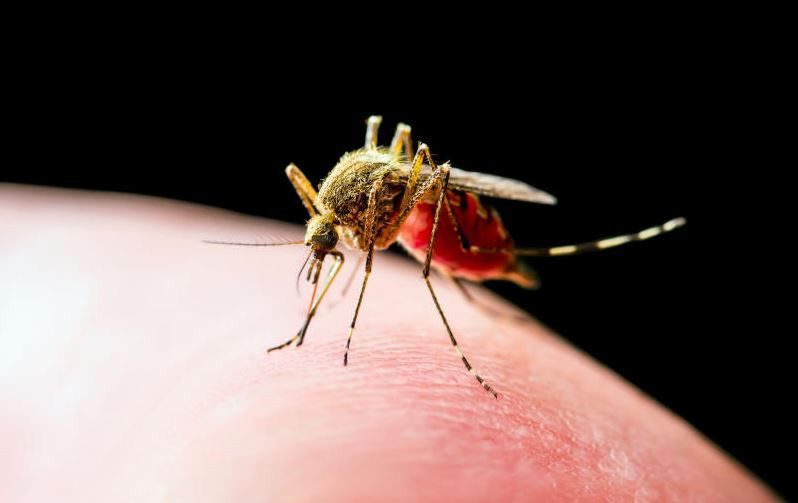 Kakamega on high alert as malaria risk rises - MOH