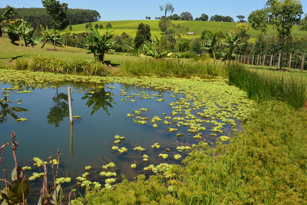 Report: World could lose 20% more wetlands by 2050
