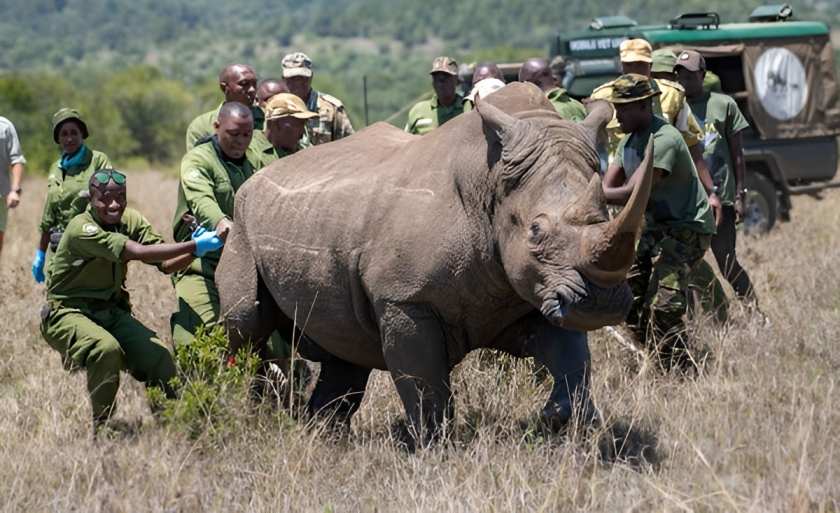 KWS translocates 10 southern white rhinos to Loisaba Conservancy