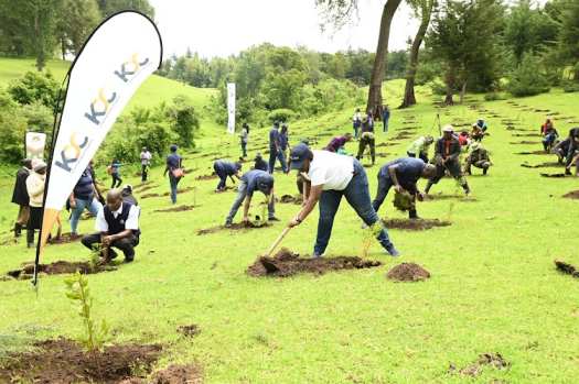 Funding woes threaten 15 billion tree programme