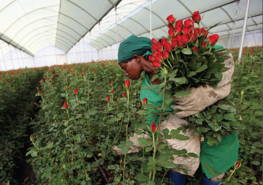 Kenya’s flower exports dip 12% as airlines abandon JKIA routes