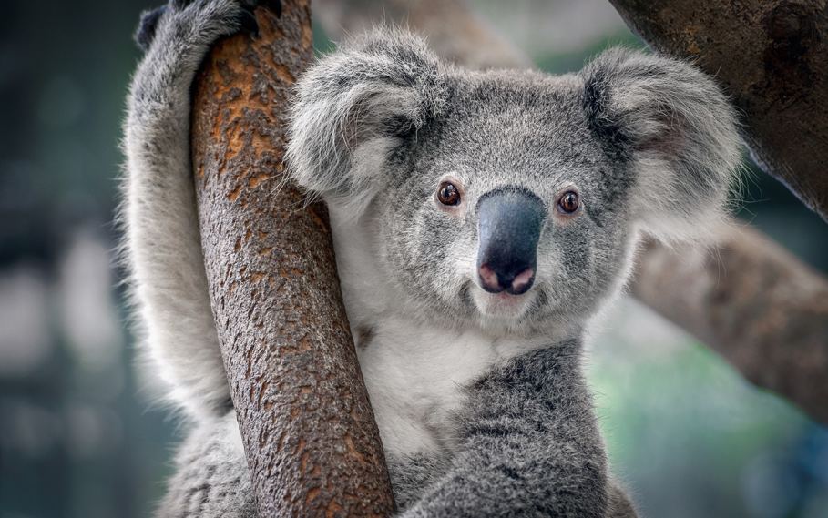 Australia approves Koala vaccine to fight deadly chlamydia
