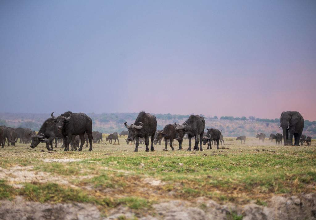 Nearly 100 buffaloes die in Namibia stampede