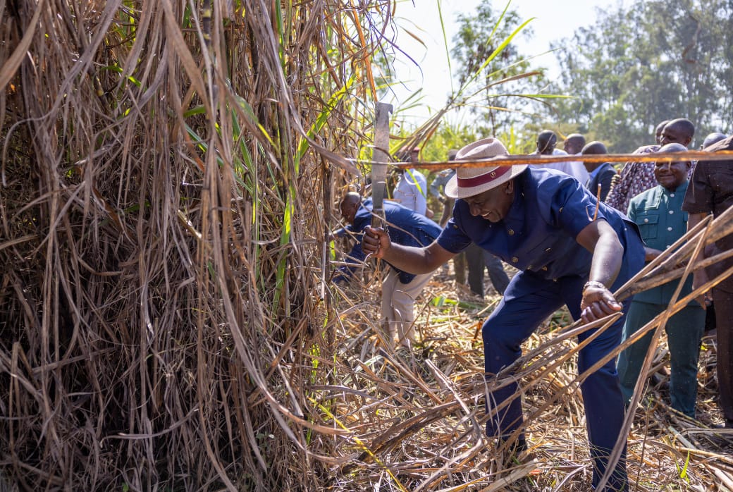 President William Ruto harvests sugarcane during the launch of the issuance of bonuses for sugarcane farmers, Mumias, Kakamega County on January 20, 2025.